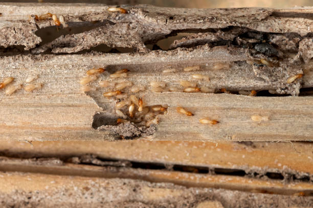 Best Affordable Pest Control Services  in Dubuque, IA
